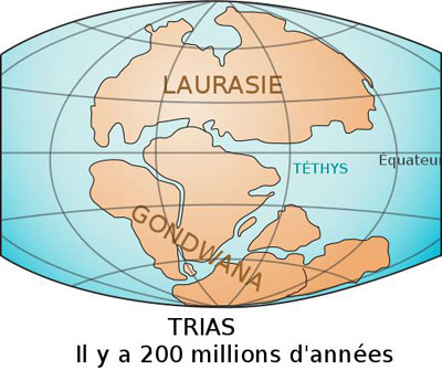 Figure 10 : Le Gondwana du Mésozoïque. La Pangée (figure 2) se fracture au Trias (période de l’ère Mésozoïque) à partir du rift séparant l’Afrique de l’Amérique du Nord. Elle se transforme en deux supercontinents, Gondwana et Laurasie. Dans le Gondwana, on reconnaît les continents actuels listés ci-dessus. La Laurasie, quant à elle, regroupe Amérique du Nord et Eurasie.
