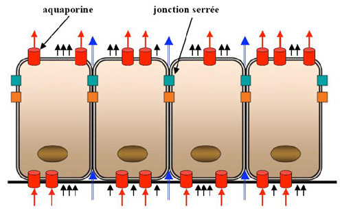 Figure 12 : Trois chemins possibles de l'eau au travers d'un épithélium. Un épithélium (vessie de porc, caecum de poulet, par exemple) comprend une couche unicellulaire de cellules en contact les unes avec les autres et reliées par des jonctions serrées. Si des aquaporines sont présente, l'eau passera préférentiellement au travers d'elles (flèches rouges). L'eau peut aussi passer par diffusion passive au travers des bicouches lipidiques (flèches bleues) ou bien au travers des jonctions serrées (flèches noires).