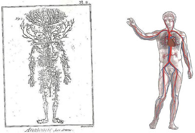 Figure 1 : Schéma de la circulation sanguine dans le corps humain ; (à g.) Planche Anatomie. Les Artères, extraite de l’Encyclopédie de Diderot et d’Alembert ; (à dr.) Schéma moderne, WikiCommons. En rouge les artères, en bleu les veines.