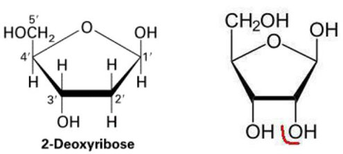 1 bis, ci-dessous : (à gauche) le 2-désoxyribose, sucre de l’ADN. Il a pour formule développée C5H10O4 (ne figurent pas sur cette formule les C en position 1’, 2’, 3’, 4’). On a fait figurer, ci-dessous à droite, le ribose pour mieux comprendre le nom désoxyribose. Le ribose a pour formule C5H10O5 ; il appartient à la famille des glucides (sucres) ou hydrates de carbone de formule Cn(H2O)p (ici  n= p=5). Il est important de comprendre que les deux formules ci-dessous sont les mêmes, à un atome près : celui d’oxygène en bas à droite (que nous avons cerclé de rouge sur la formule de droite, en position 2’) : d’où le nom de désoxyribose (ribose auquel un atome d’oxygène a été ôté). Ce composant, le sucre désoxyribose, donne son nom à l’ADN acide désoxyribonucléique.