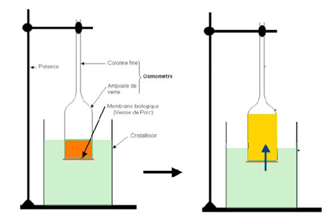 Figure 2 : Schéma d’un osmomètre ; (à g.) une ampoule de verre contenant un soluté (en orange) est plongée dans un solvant (eau, en vert clair). Une membrane semi-perméable (ici une vessie de porc) sépare les deux compartiments ; (à dr.) Le solvant a diffusé au travers de la membrane cellulaire et dilué la solution jusqu'à ce que la pression hydrostatique de la colonne équilibre la pression osmotique (la pression minimum qu’il faut exercer pour empêcher le passage du solvant de la solution moins concentrée vers la solution plus concentrée).