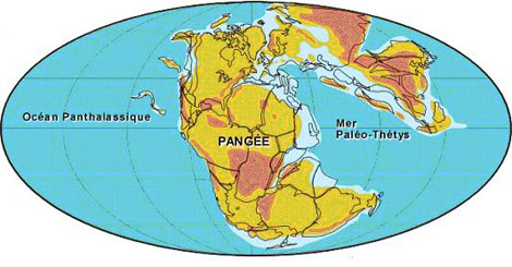 Figure 2 : Reconstruction moderne de la Pangée. Ce continent, datant d’il y a environ 225 millions d’années, tire son nom du grec (« toutes les terres » : pan- = tout, et gaïa- = la Terre) (image © Paleomap Project, C. Scotese)