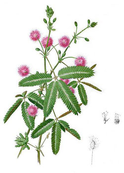 Figure 2 : Mimosa pudica, ou Sensitive.