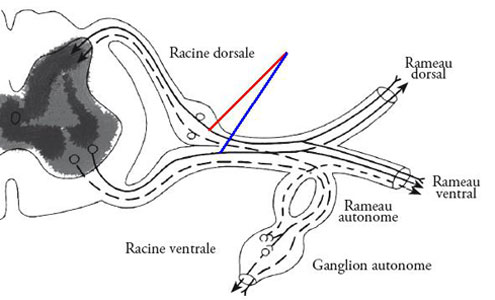 Figures 2 et 2bis : Chaque nerf rachidien est formé par la réunion de la racine dorsale (sensitive, fléchée en rouge), en arrière de la colonne vertébrale, et de la racine ventrale (motrice, fléchée en bleu), en avant de la colonne (images extraites de P. Mazliak, op. cit., p. 90-91)