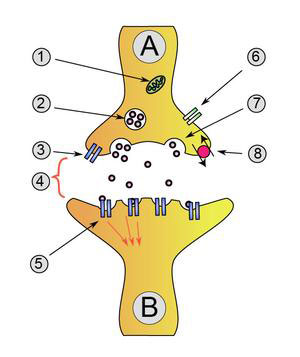 Figure 6 : Schéma d’une synapse classique (de type ionotrope).