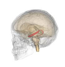 Figure 7 : Vue 3D de l’hippocampe