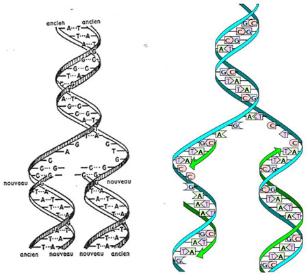 Figure 8 : Réplication de l’ADN