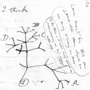 Figure 3 : Croquis de Darwin, 1837. Son premier croquis d’un arbre de l’évolution, issu du First Notebook on Transmutation of Species (1837) [Museum of Natural History, New-York].